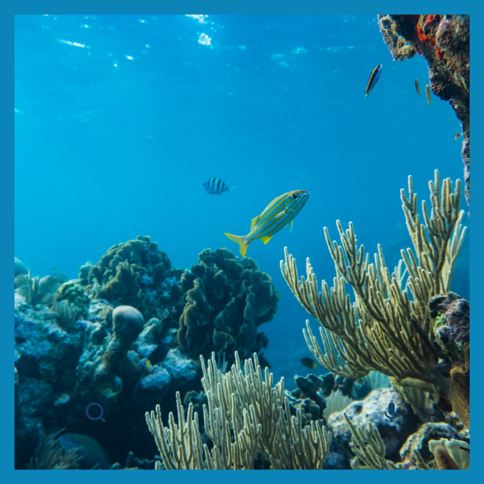 Expediciones Green Marlin